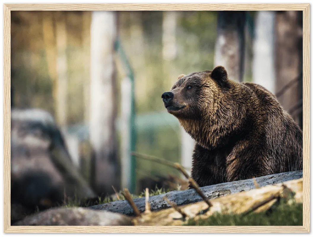 Happy Bear - Print