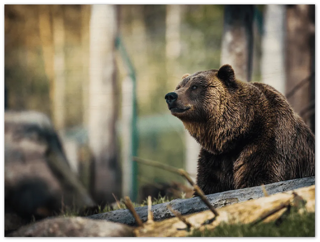 Happy Bear - Print