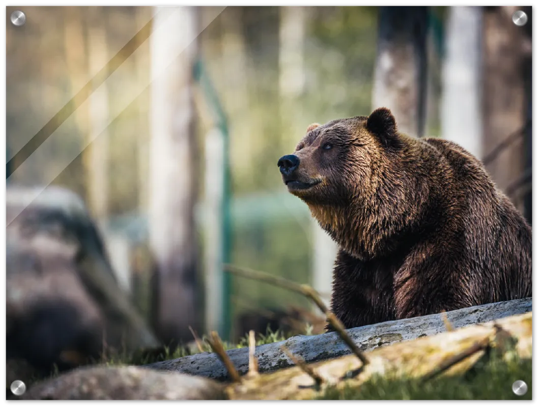 Happy Bear - Print