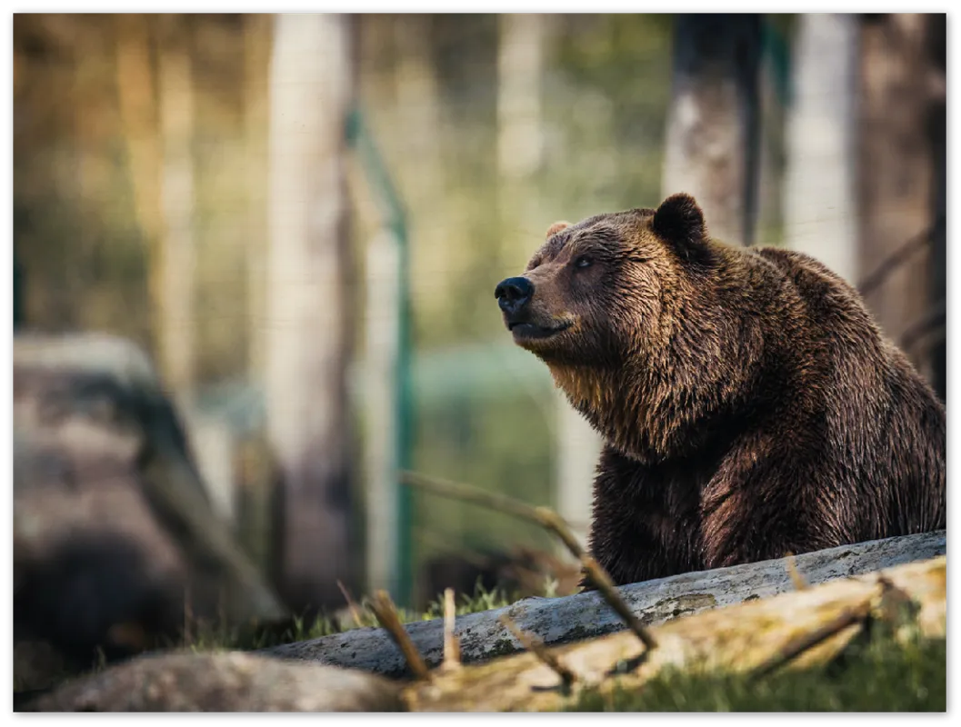 Happy Bear - Print