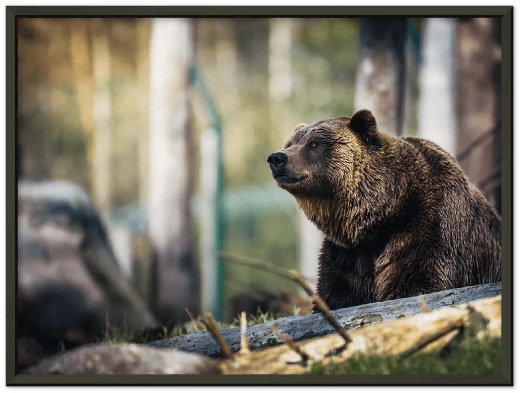 Happy Bear - Print